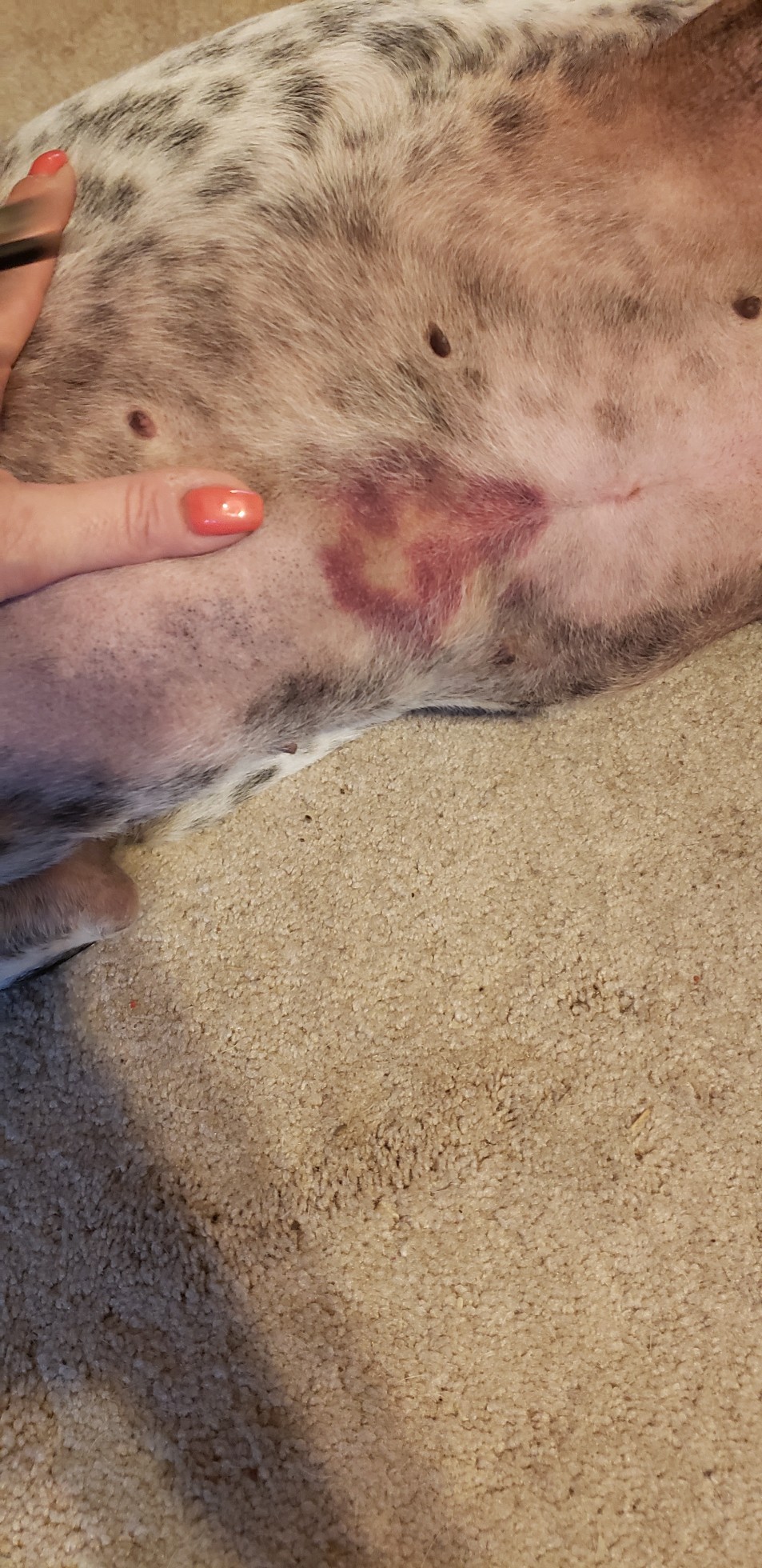 why does my dogs stomach look bruised
