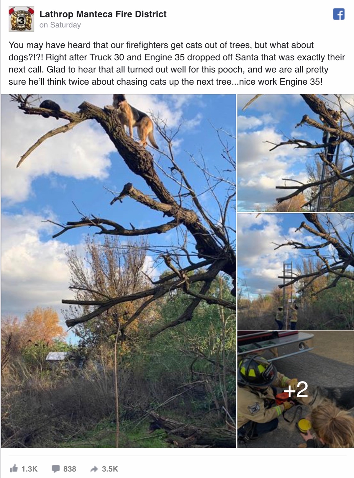 Photos Firefighters rescue dog that chased cat up tree